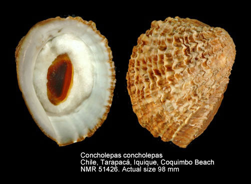 Concholepas concholepas.jpg - Concholepas concholepas(Bruguière,1789)